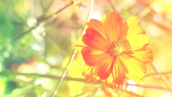 江郎山旅游景点有哪些特色美食