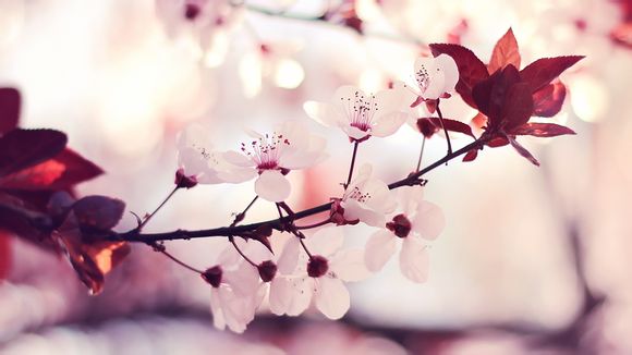 沁阳旅游团去重庆要多少钱