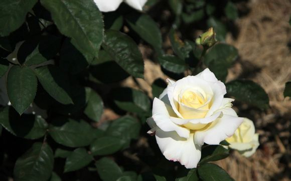 江西4天3晚旅游报团