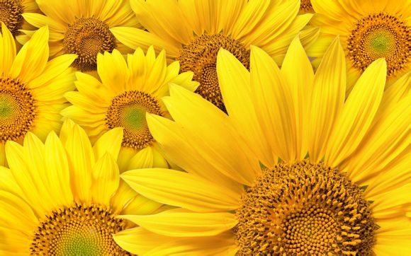 沈丘有什么旅游景点免费